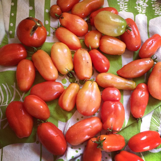 Still getting #tomatoes from our #garden ! #octobergarden #homegrown
