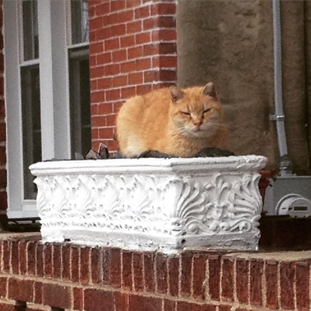 #Neighborhoodcatwatch